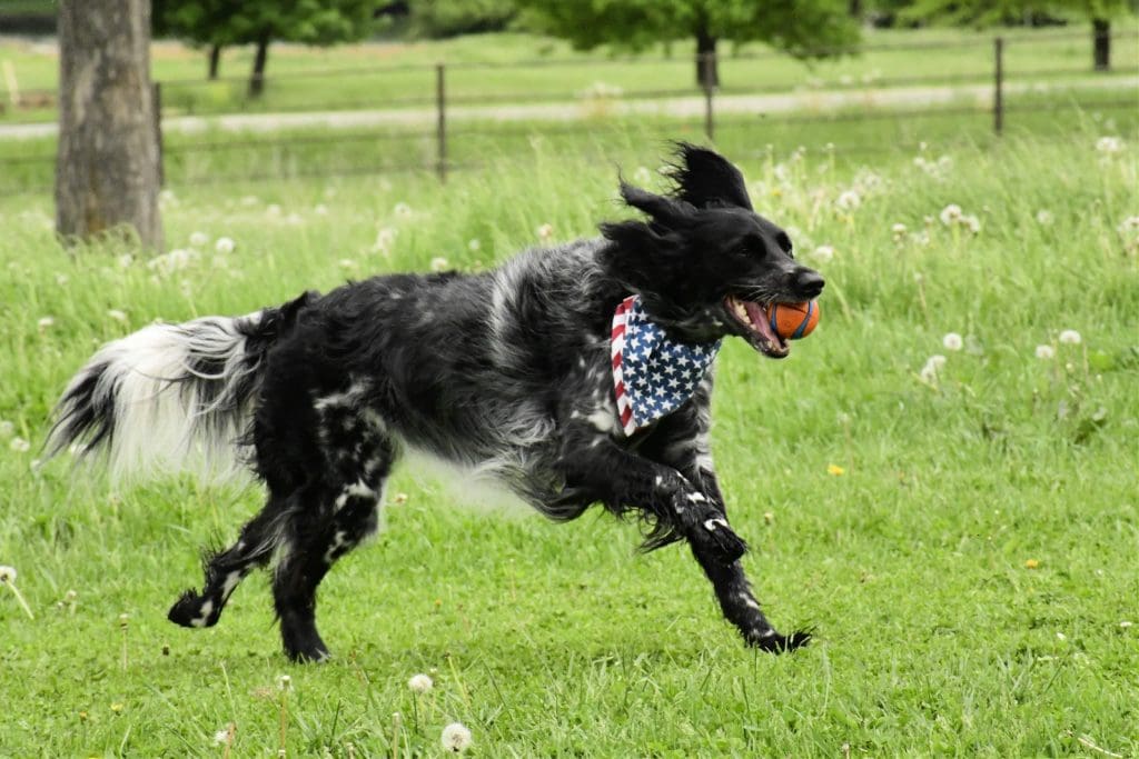 active dog benefiting from Unleashed canine supplement omega-3 and gut health support