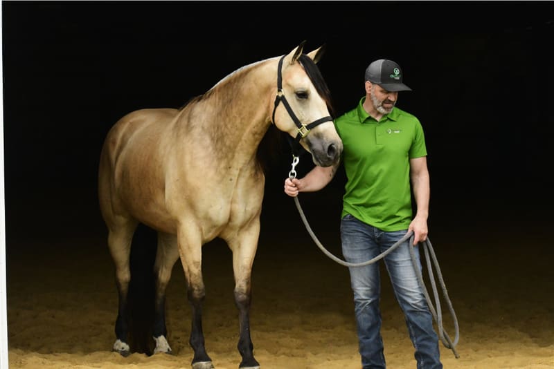 healthy horse with shiny coat and strong condition benefiting from Big Hoss equine supplement and animal gut health support by Outlaw Nutrition