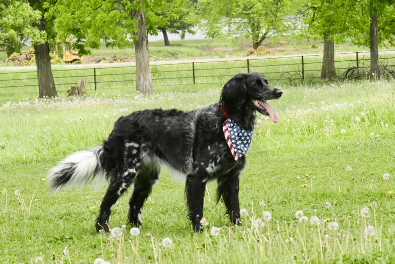 Unleashed canine supplement by Outlaw Nutrition delivering animal supplement savings for dogs of all sizes and activity levels