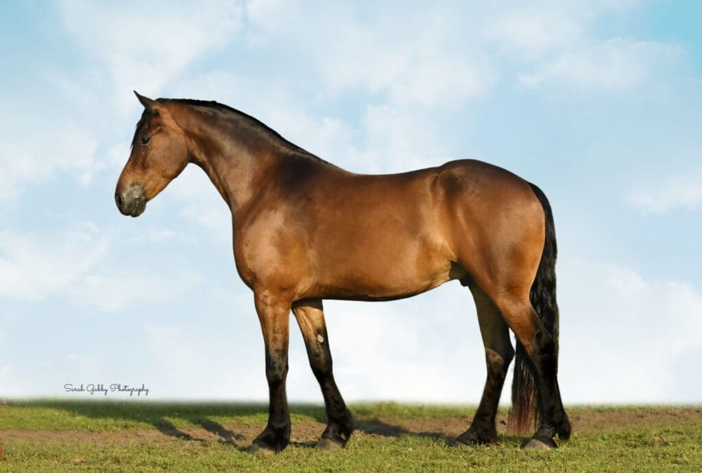 Healthy bay horse standing in a field with a glossy coat supported by Big Hoss flax supplement
