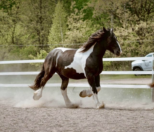 Big Hoss equine supplement by Outlaw Nutrition delivering multiple benefits and animal supplement savings for horses