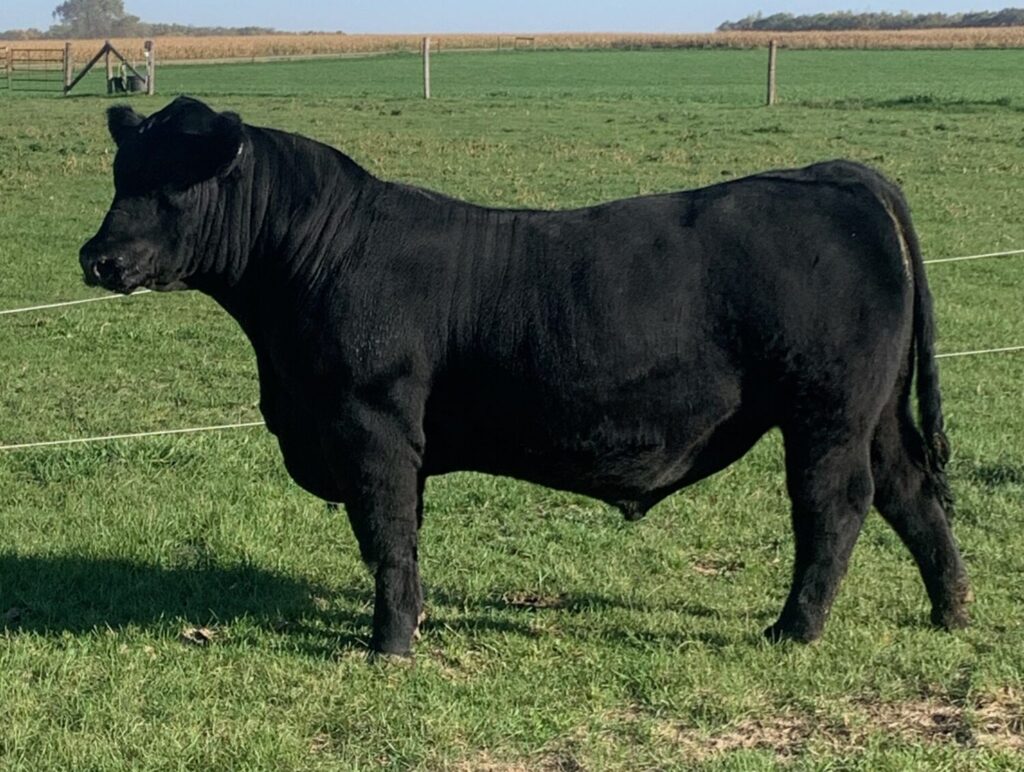 cattle weight gain supplement Stocked Up by Outlaw Nutrition helping beef cattle thrive