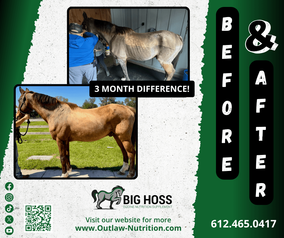 Horse before and after weight gain using Big Hoss equine supplement from Outlaw Nutrition