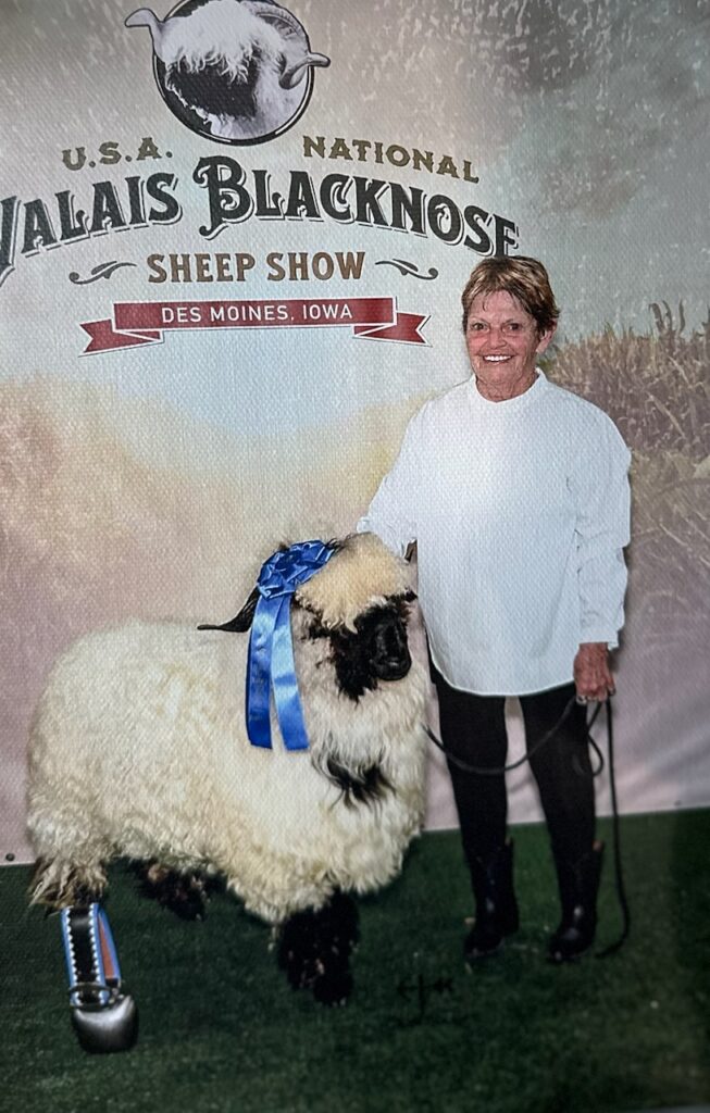 Valais Blacknose ewe with blue ribbon at the USA National Valais Blacknose Sheep Show, fed Stocked Up livestock supplement