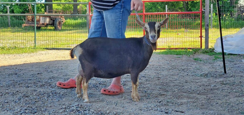 Nigerian Dwarf dairy goat doe on a lead, fed Stocked Up as part of a kidding season nutrition program